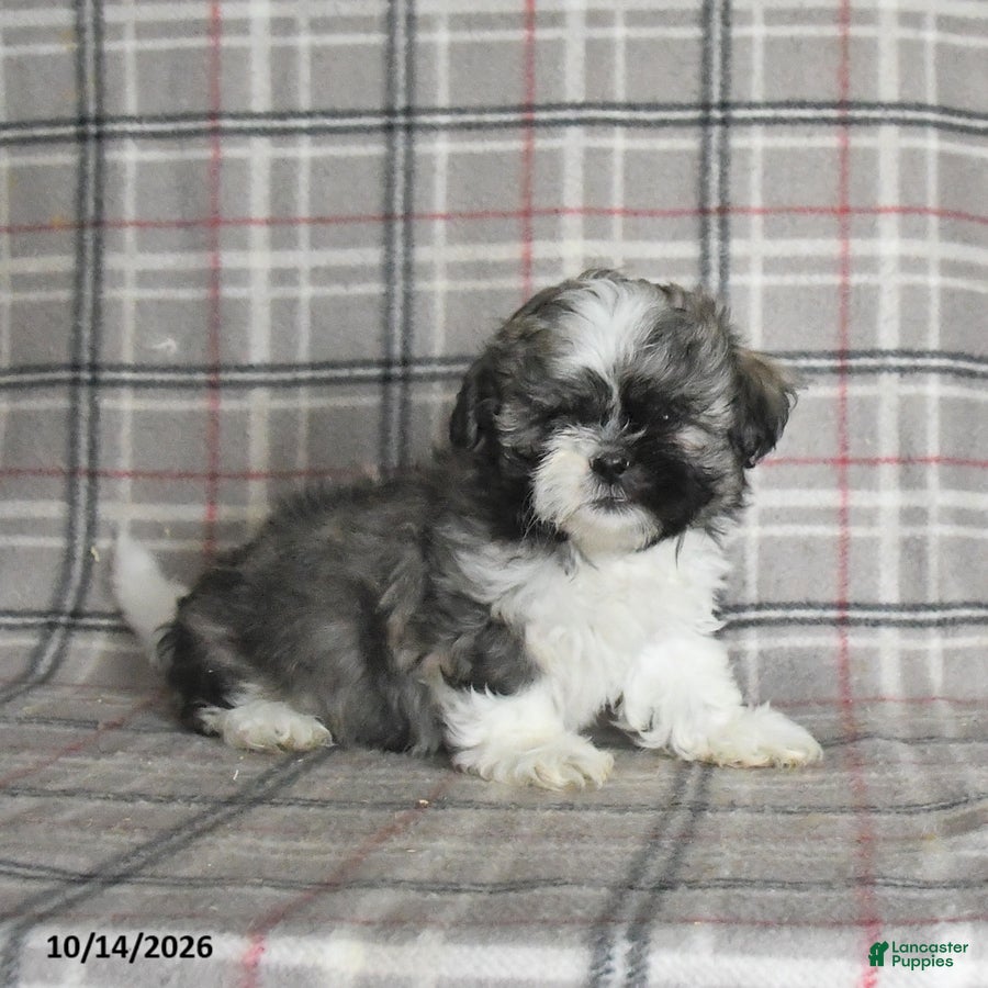 Shih Tzu dogs Fudge - Ad 1