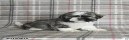 Shih Tzu dogs for sale: Fudge - Ad 1
