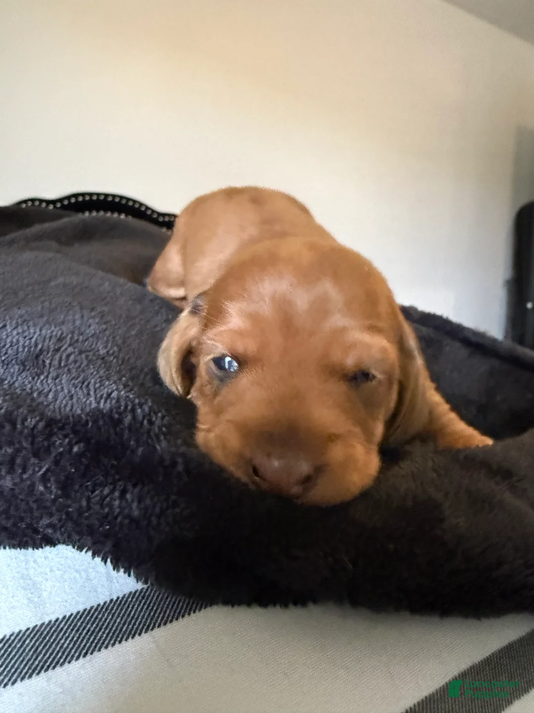Miniature Dachshund dogs for sale: Miniature Dachshund Puppy 1 - Ad 2