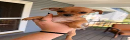 Chihuahua dogs for sale: Zina - Ad 4
