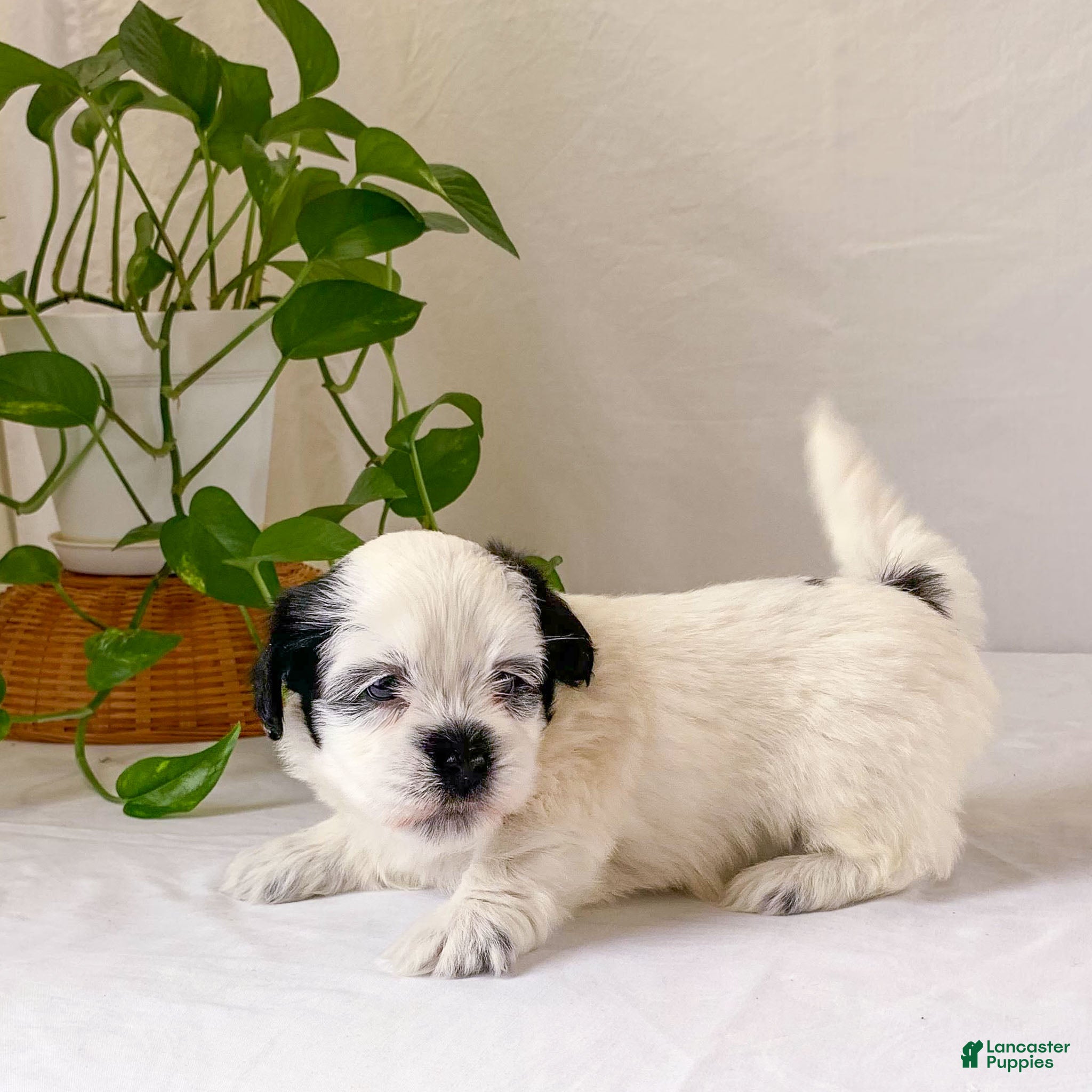 Havanese dogs Toby Havanese Puppy  - Ad 1