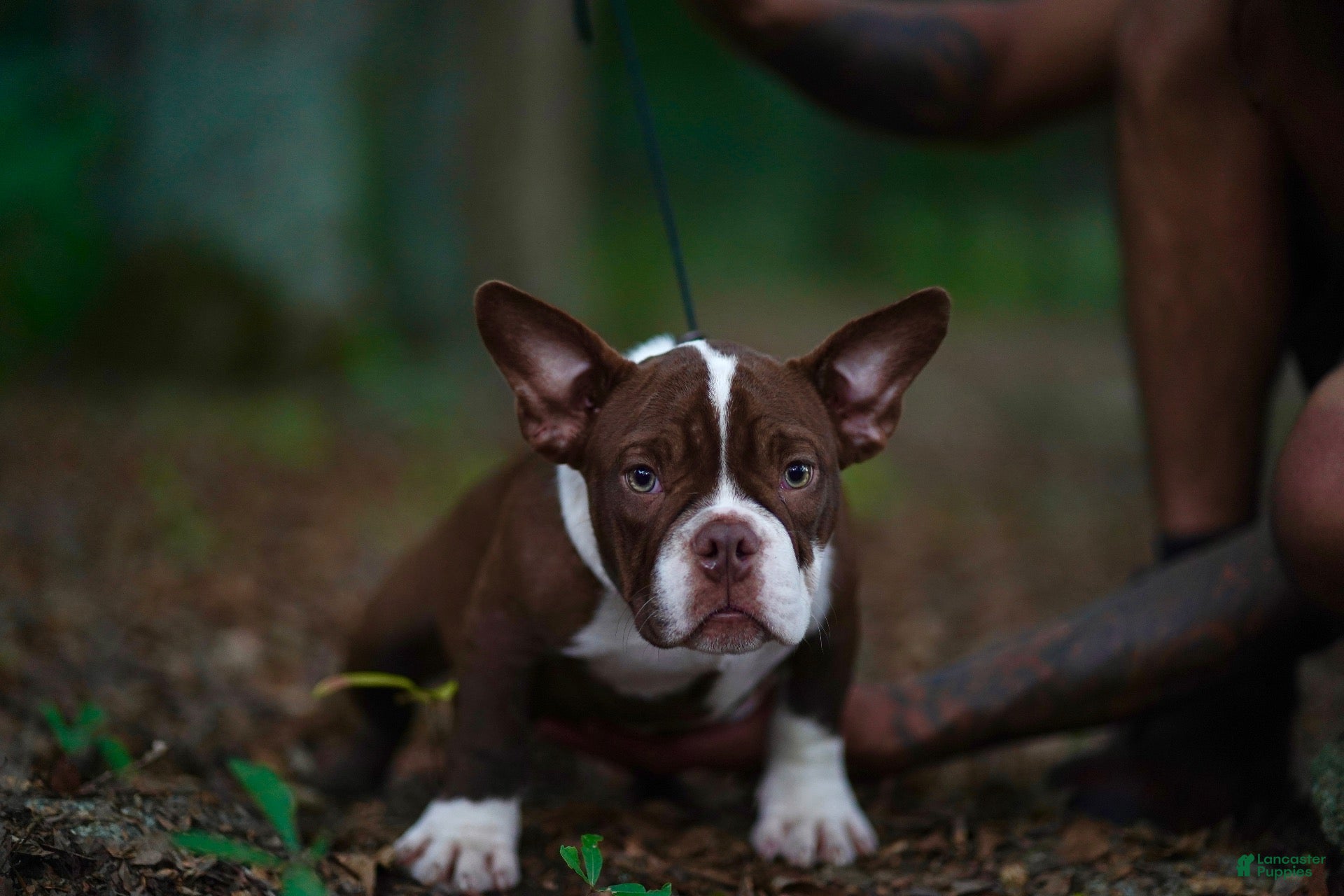 American Bully dogs American Bully 4 - Ad 23