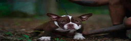 American Bully dogs for sale: American Bully 4 - Ad 1