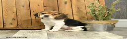 Beagle dogs for sale: Hunter - Ad 1