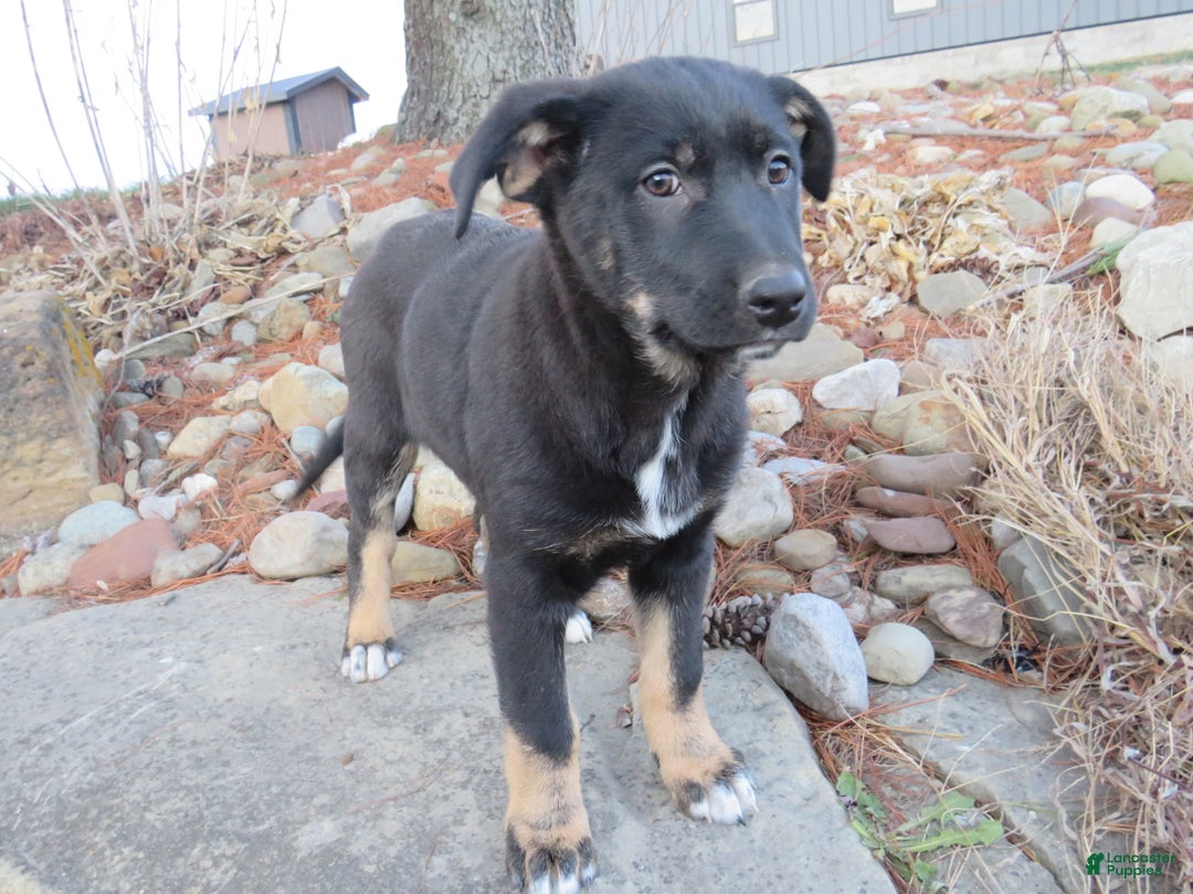 German Shepherd dogs for sale: Harper - Ad 6