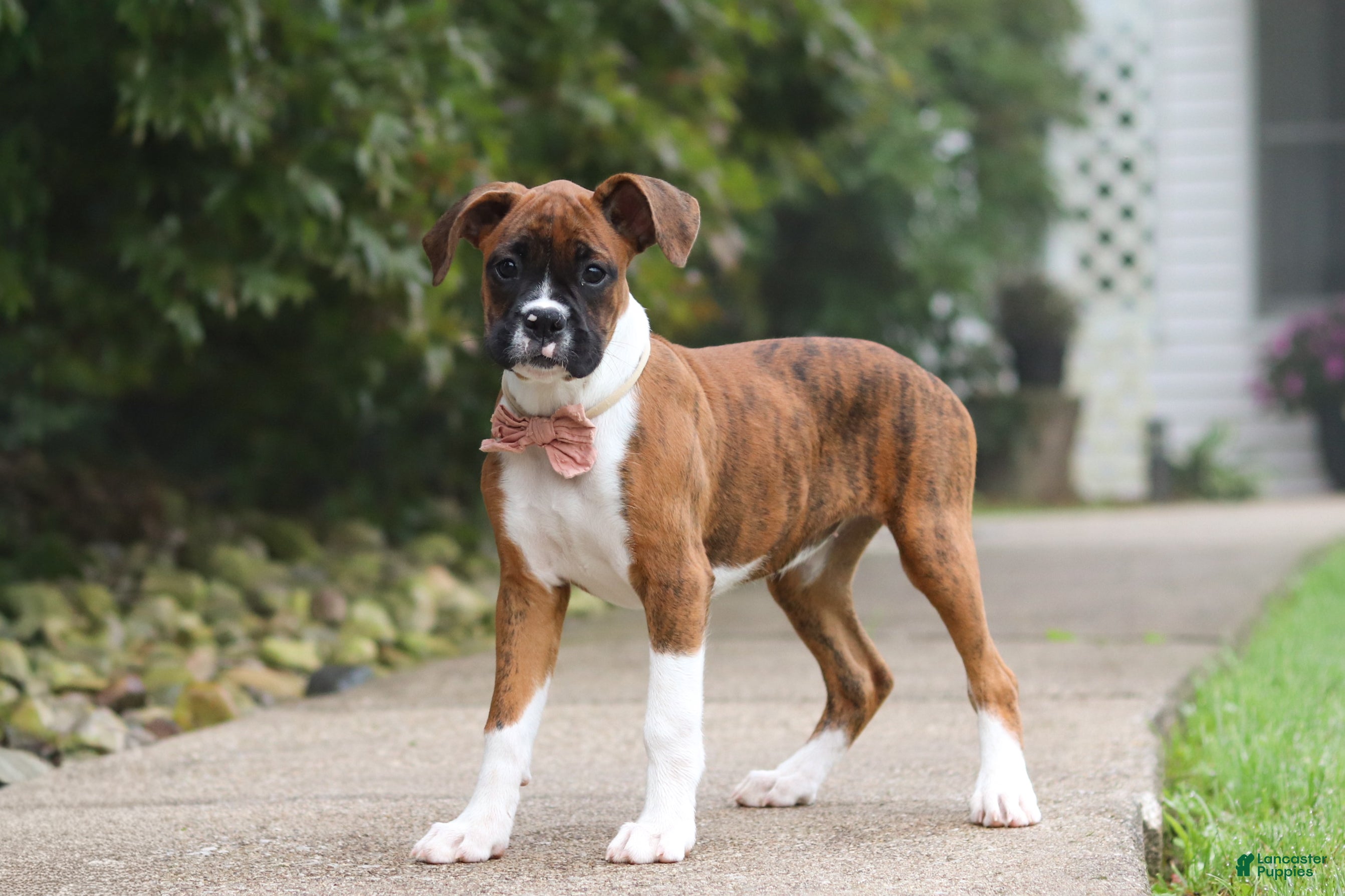 Boxer dogs Dally - Ad 1