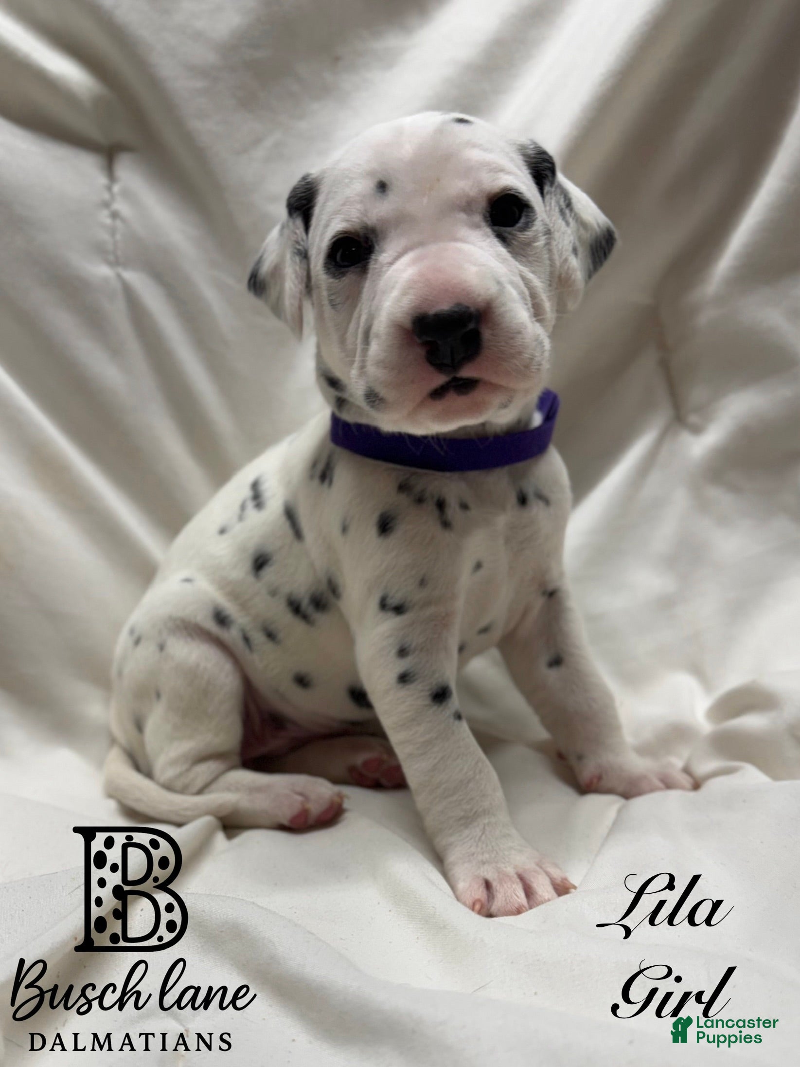 Dalmatian dogs Lila - Ad 23