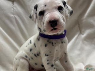 Dalmatian dogs Lila - Ad 23