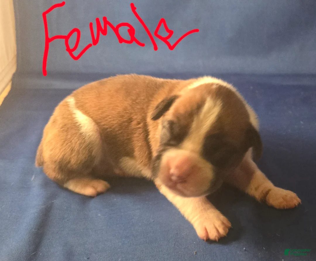 Boxer dogs for sale: Boxer Puppy 5 - Ad 1