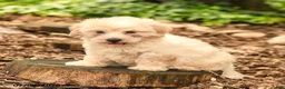 Maltipoo dogs for sale: Lily - Ad 3