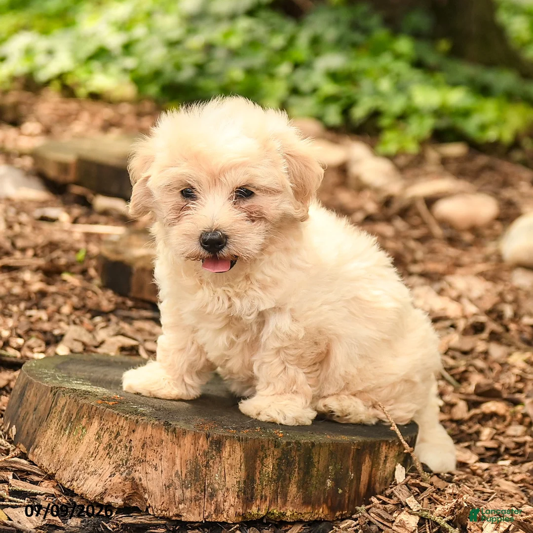 Maltipoo dogs for sale: Lily - Ad 3