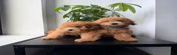 Toy Poodle dogs for sale: Mickey - Ad 4
