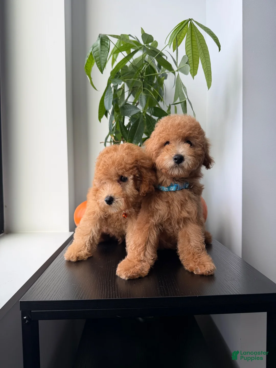 Toy Poodle dogs for sale: Mickey - Ad 4