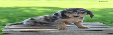 Coco