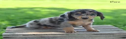 Miniature Dachshund dogs for sale: Coco - Ad 1