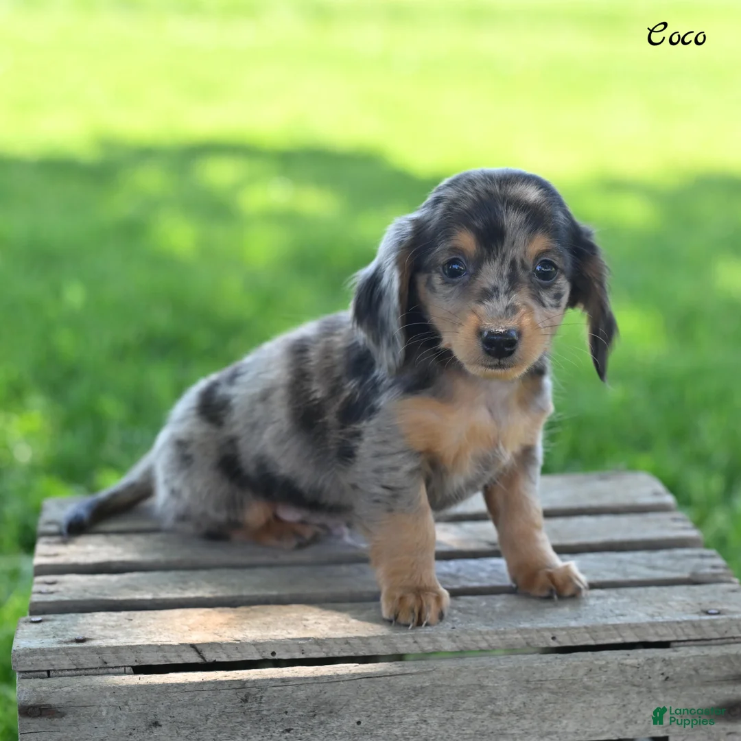Miniature Dachshund dogs for sale: Coco - Ad 1