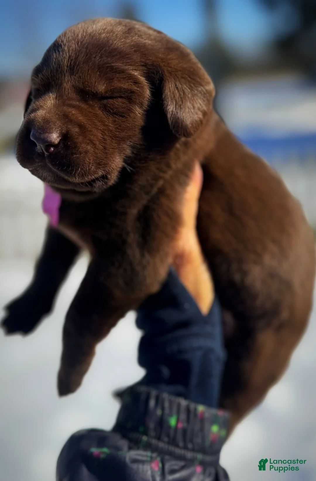 Labrador Retriever dogs for sale: georgann  - Ad 12