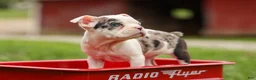 Frenchton dogs for sale: BELLA - Ad 13