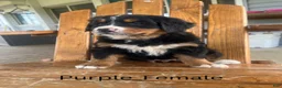 Bernese Mountain Dog dogs for sale: Purple  - Ad 2