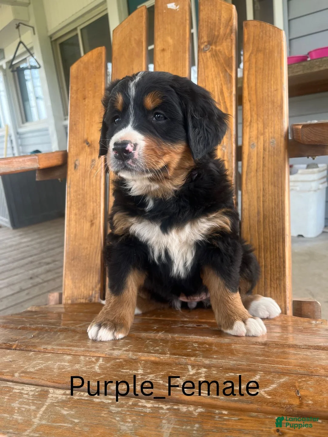 Bernese Mountain Dog dogs for sale: Purple  - Ad 2