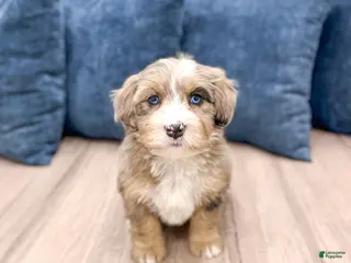 Mini Bernedoodle dogs Jewel - Ad 2