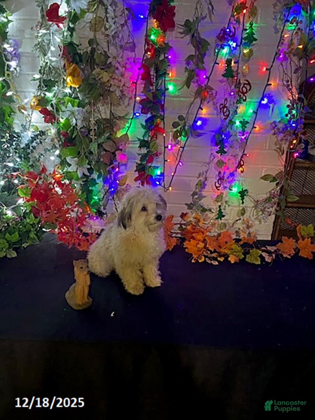 Havapoo dogs for sale: Blondie - Ad 17