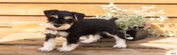 Miniature Schnauzer dogs for sale: Heath  - Ad 2