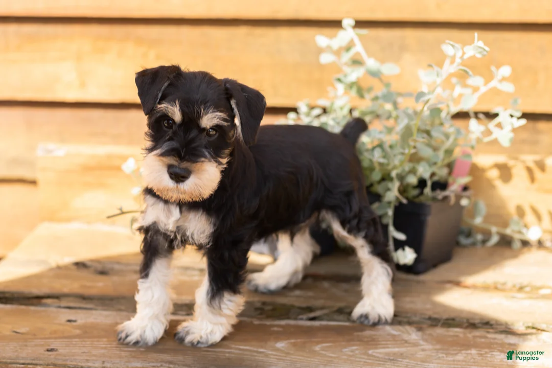 Miniature Schnauzer dogs for sale: Heath  - Ad 2