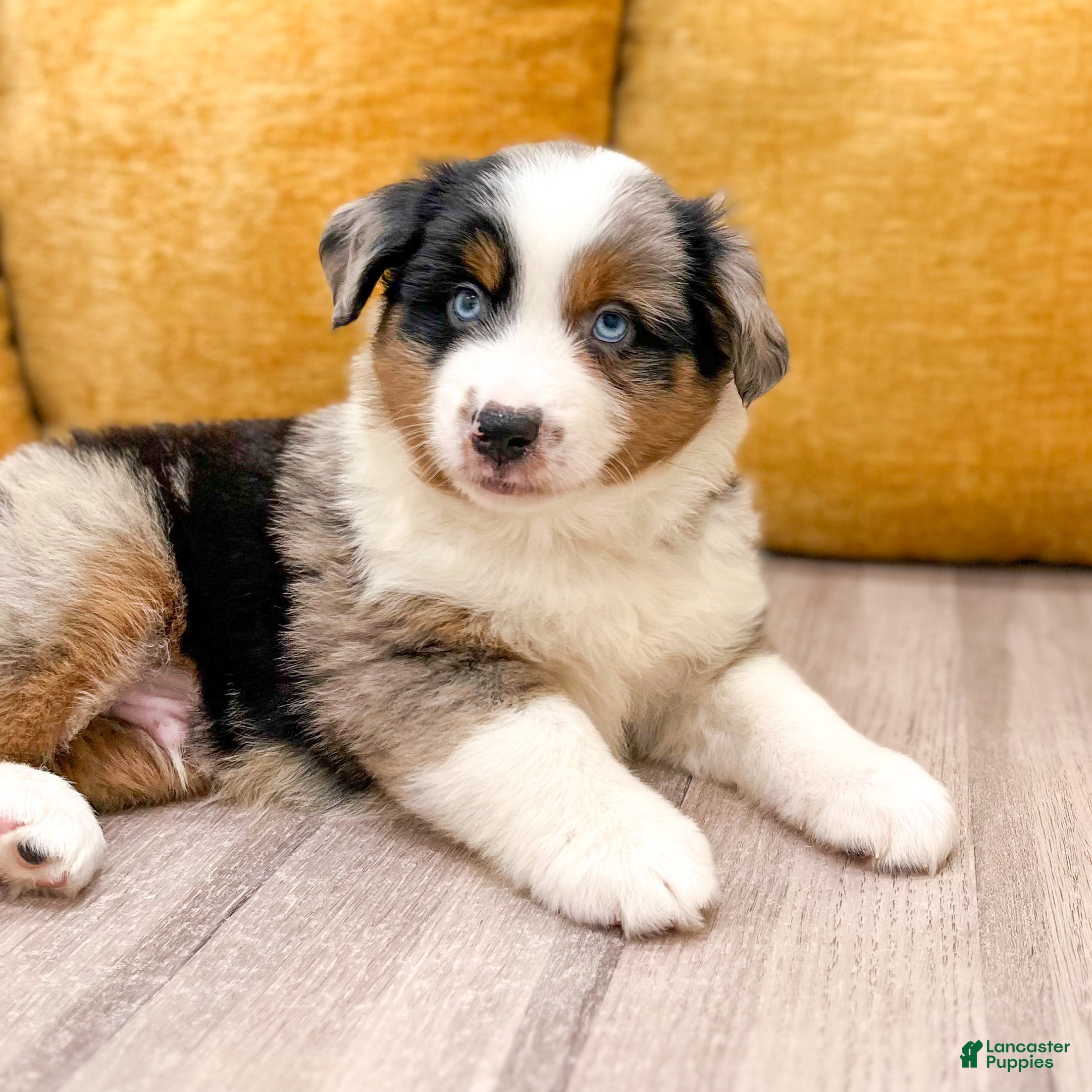 Miniature Australian Shepherd dogs Bingo - Ad 2