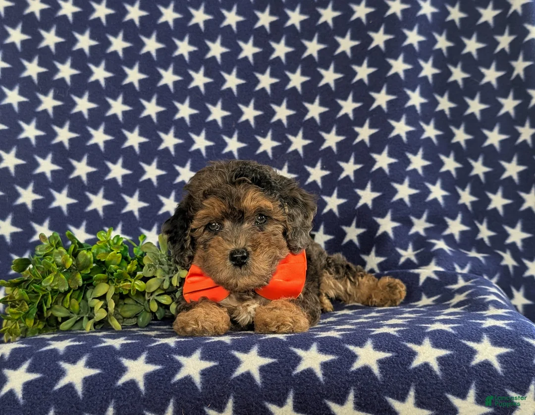 Bichpoo dogs for sale: Aiden - Ad 9