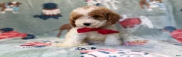 Miniature Poodle dogs for sale: Tater - Ad 9