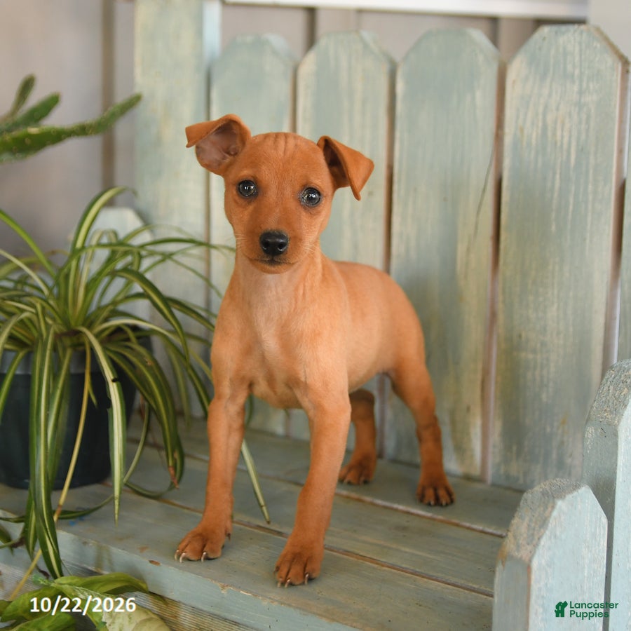 Miniature Pinscher dogs for sale: Pansy - Ad 1