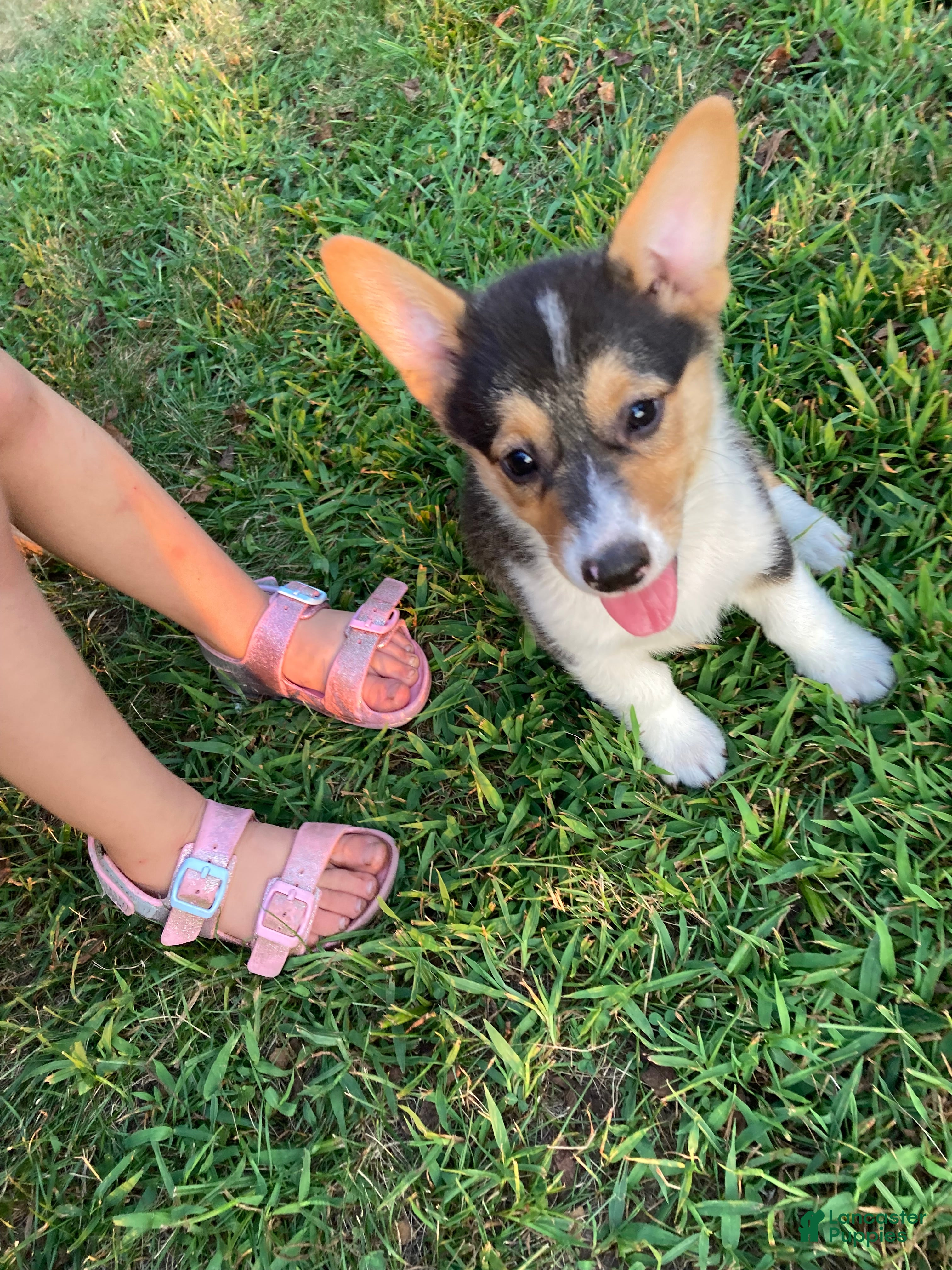 Welsh Corgi Pembroke dogs Pacha  - Ad 2