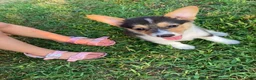 Welsh Corgi Pembroke dogs for sale: Pacha  - Ad 2