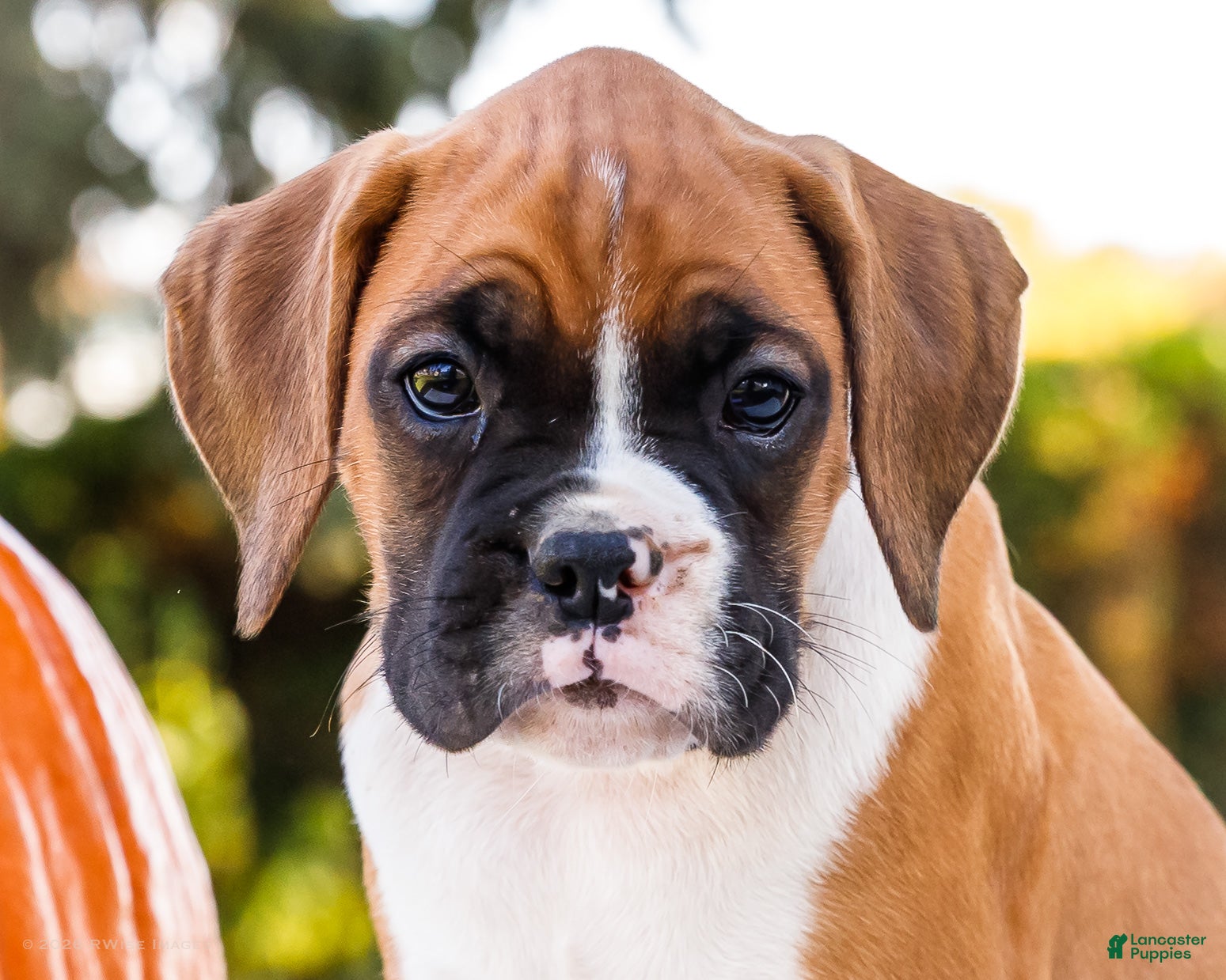 Boxer dogs for sale: Obee Boxer - Ad 2