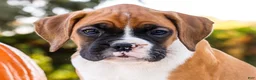 Boxer dogs for sale: Obee Boxer - Ad 2