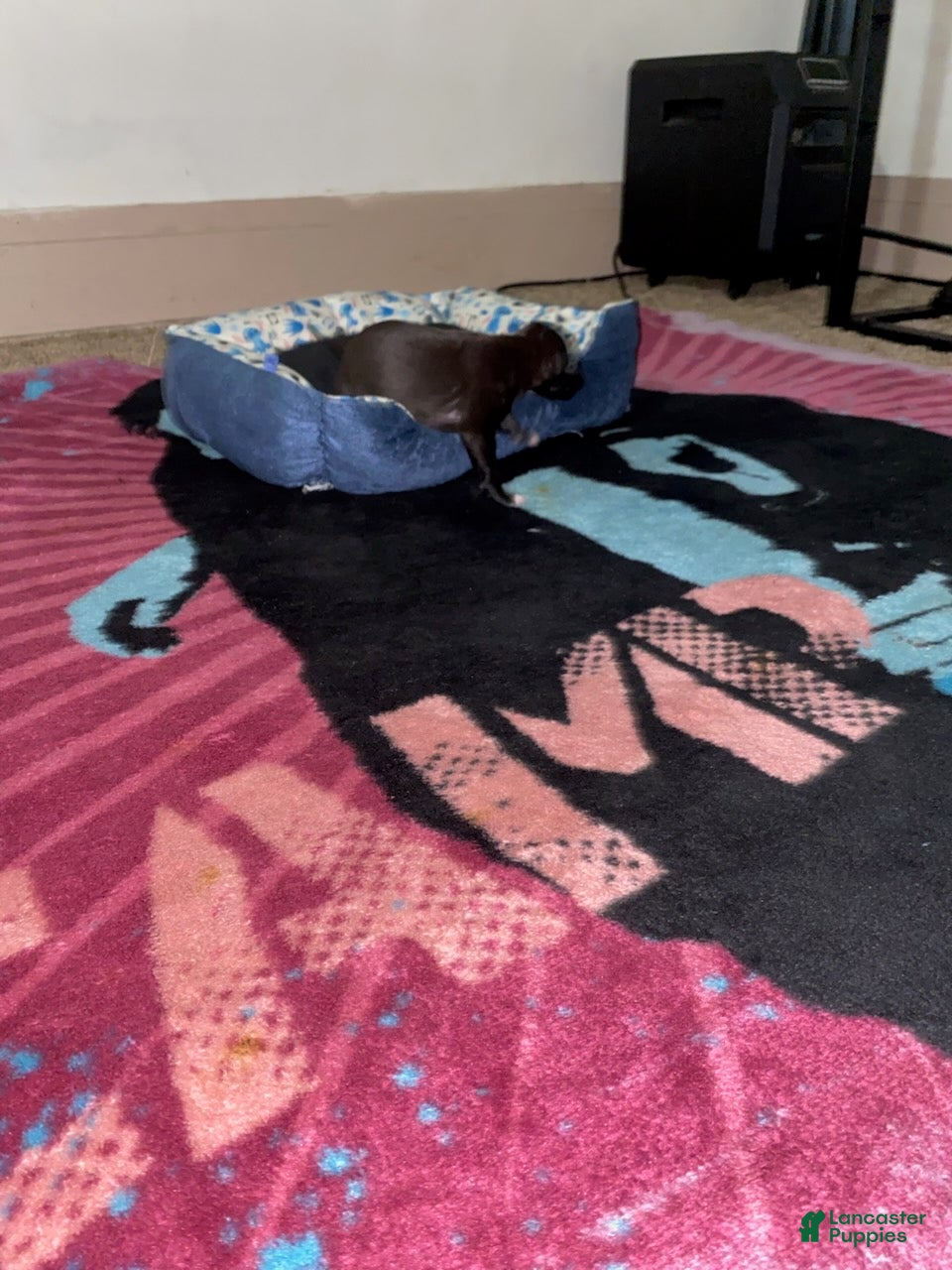 Mixed Breed dogs for sale: Boy 7 - Ad 2
