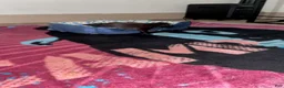 Mixed Breed dogs for sale: Boy 7 - Ad 2
