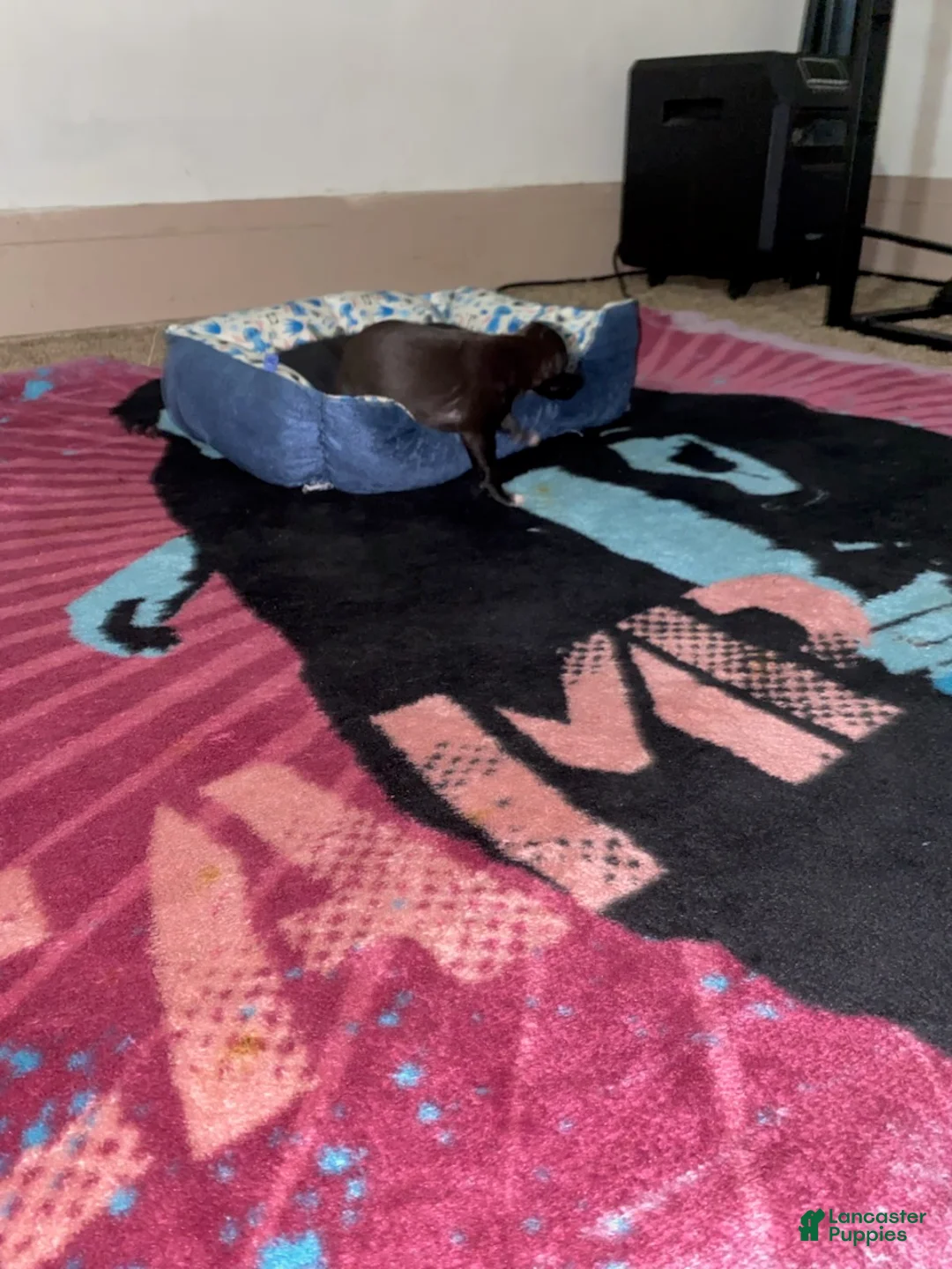 Mixed Breed dogs for sale: Boy 7 - Ad 2