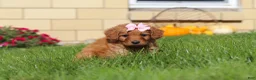 Mini Goldendoodle dogs for sale: Olivia - Ad 3