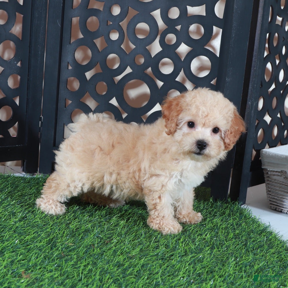 Bichpoo dogs Bella Adorable Poochon Puppy - Ad 1