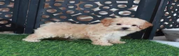 Bichpoo dogs for sale: Bella Adorable Poochon Puppy - Ad 4