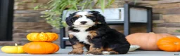 Mini Bernedoodle dogs for sale: Khaby🦴 - Ad 8