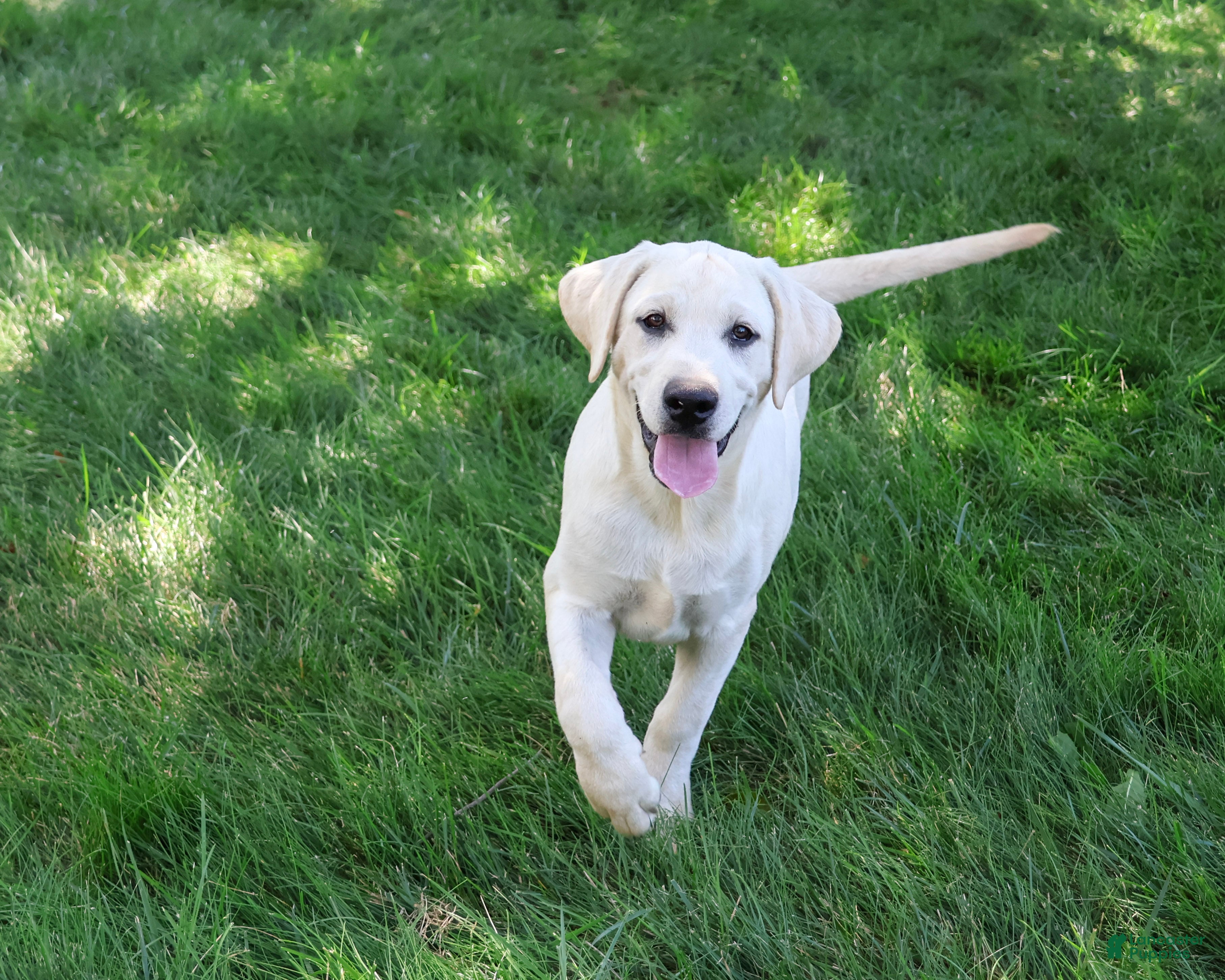 Labrador Retriever dogs Percival - Ad 1