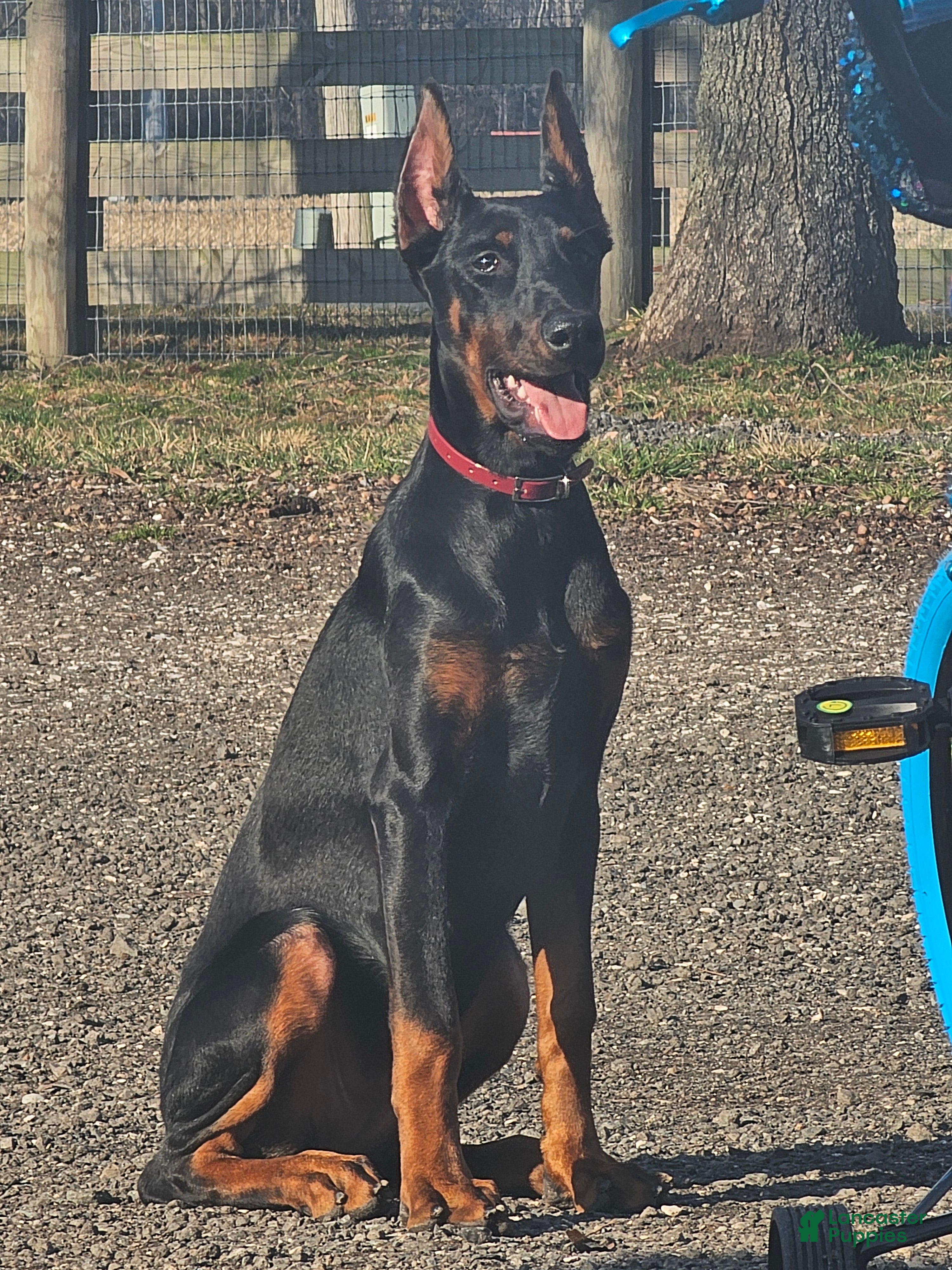 Doberman Pinscher dogs Scarlett  - Ad 2