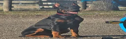 Doberman Pinscher dogs for sale: Scarlett  - Ad 2