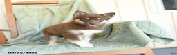 Pomsky dogs for sale: Breeze - Ad 5