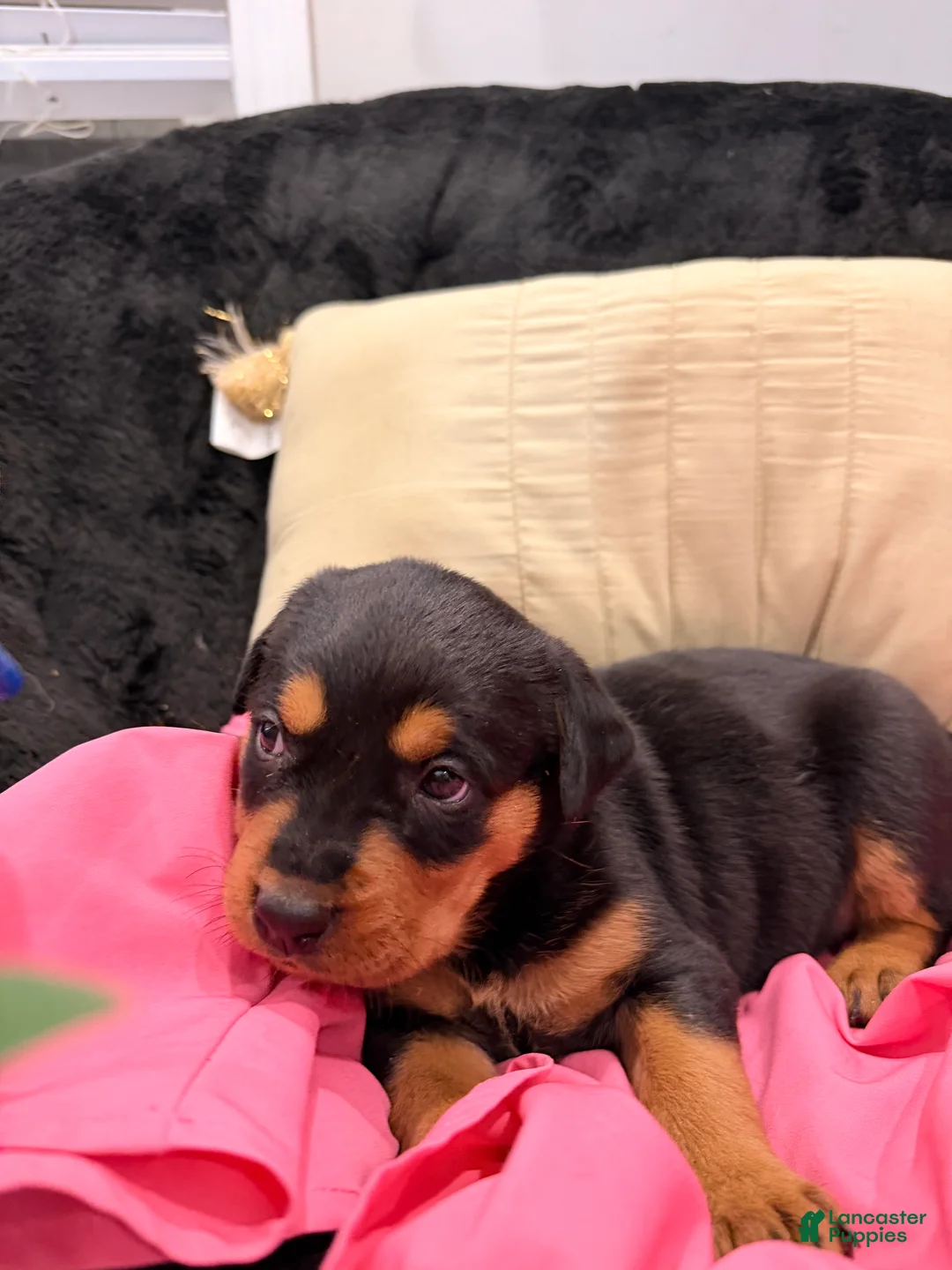 Rottweiler dogs for sale: Rottweiler Puppy 1 - Ad 9
