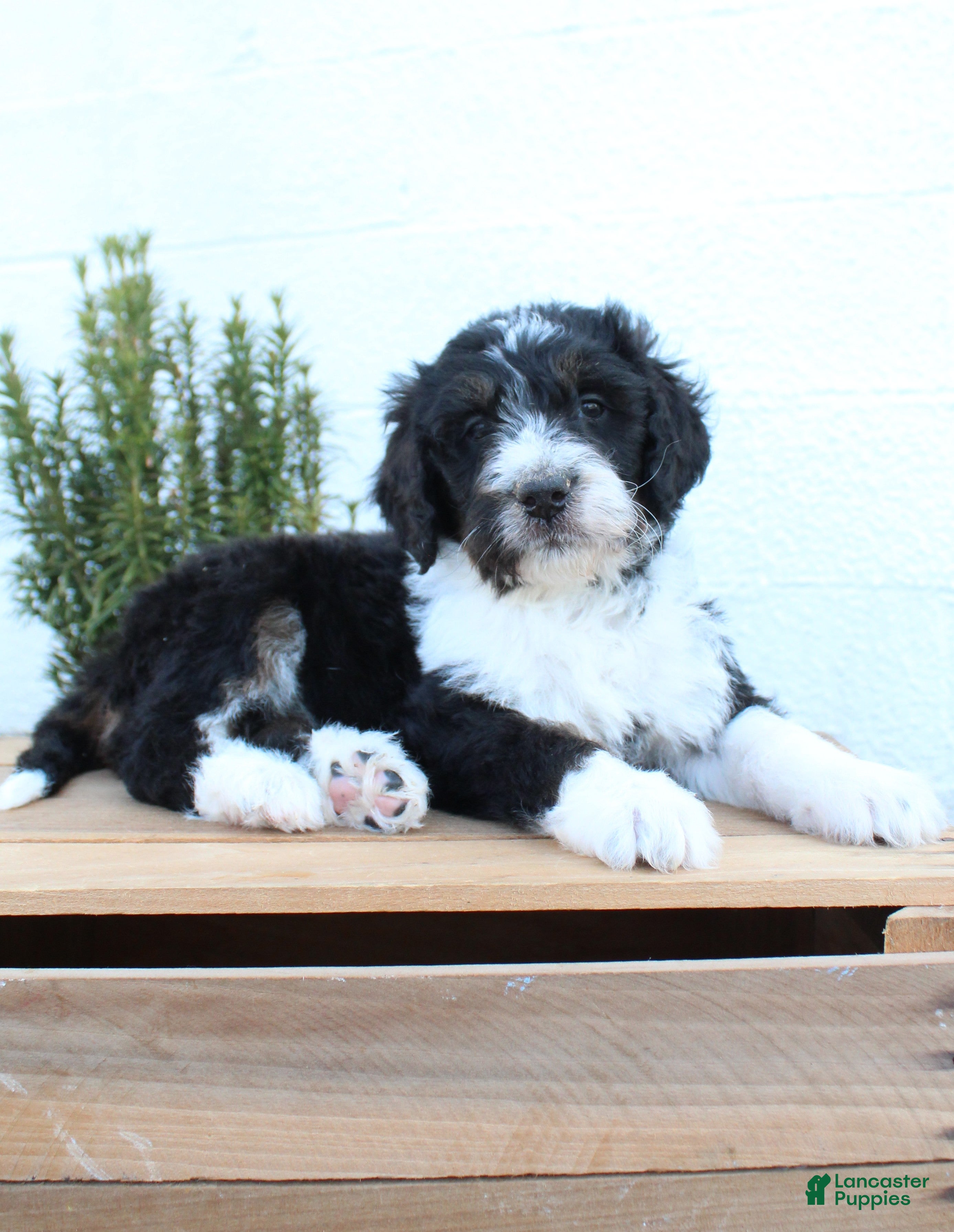 Bernedoodle dogs Leo - Ad 1