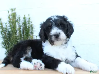 Bernedoodle dogs for sale: Leo - Ad 2